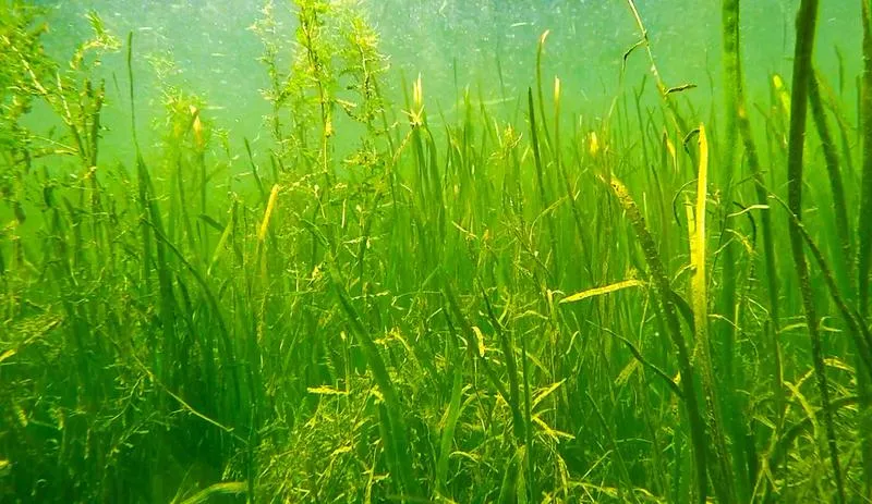 沉水动物在富养分化水体修复工程中的感化