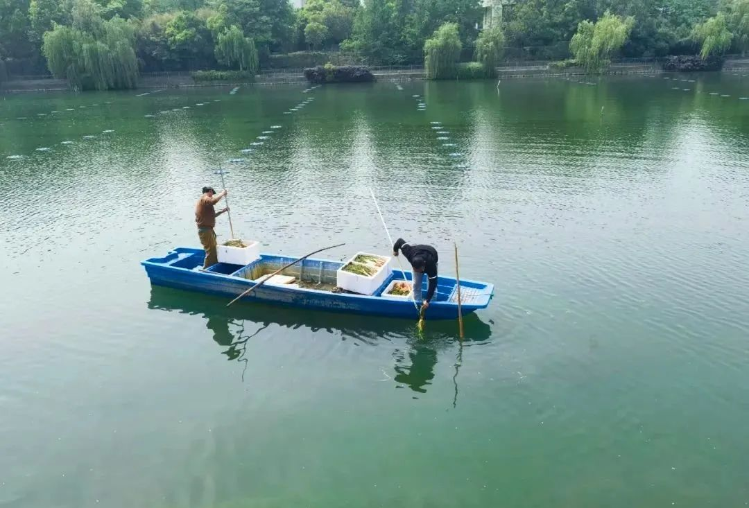 水质好、万物生！科技赋能助百家湖富丽蝶变